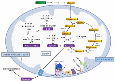 Succination of Protein Thiols in Human Brain Aging